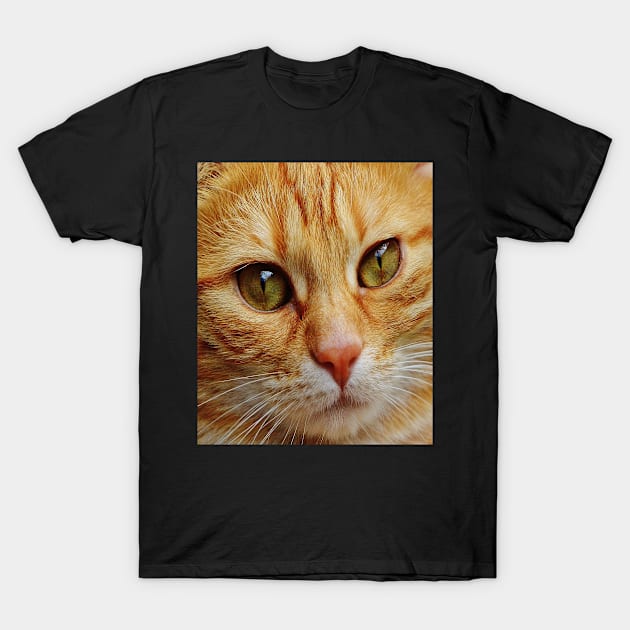 Abyssinian American Curl Cat Full Face Close Up Pretty Feline Pet T-Shirt by familycuteycom